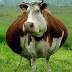 Wide Cow