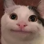 beluga cat