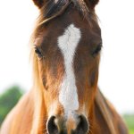 Front Facing Horse