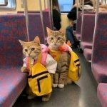 Cat's train