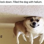 Dog with helium meme