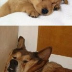 dog asleep meme