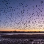 Birds At Dawn