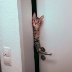 cat in the door