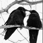 Two Black Crows. meme