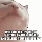 Oh you little s**t! | WHEN YOU REALIZE THE CAT IS SITTING ON THE KEYBOARD AND DELETING YOUR ENTIRE ESSAY | image tagged in gifs,funny,funny memes,fun,cats | made w/ Imgflip video-to-gif maker