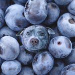 Blueberry dog