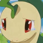 bayleef crying GIF Template