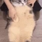 dancing cat with hat GIF Template