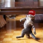 They wanted it! And it happened! | MAGA PEOPLE ON JANUARY 27TH | image tagged in memes,cool cat stroll,american politics,maga,donald trump,funny memes | made w/ Imgflip meme maker