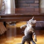 Internet | Me going to see my lovely family after a 36 hour gaming session (the internet shut down): | image tagged in memes,cool cat stroll,funny | made w/ Imgflip meme maker