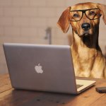 Dog glasses laptop computer JPP Legina