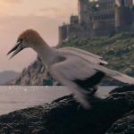 stupid bird