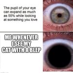 the tongue out is the cutest thing ever though | ME WHENEVER I SEE MY CAT WITH A BLEP | image tagged in expanding pupil | made w/ Imgflip meme maker