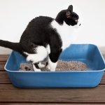 Cat litter box