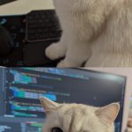 Coding cat