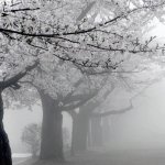 Wintertime Cherry Blossoms.