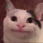 :| Cat