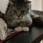 Filou