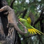 Parrot bites lizard template