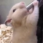 rat mouse sucking drinking water bottle meme