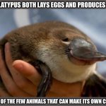 Why is the Paltypus so Happy? | THE PLATYPUS BOTH LAYS EGGS AND PRODUCES MILK…; IT'S ONE OF THE FEW ANIMALS THAT CAN MAKE ITS OWN CUSTARD. | image tagged in happy platypus,custard,milk,eggs,platypus | made w/ Imgflip meme maker