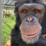 Monkey Chimpanzee Ape Simio