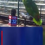 fox news parrot