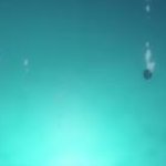 under the sea