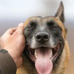 Pet dog on head