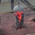 Meerkat heatlamp