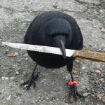 Danger Crow