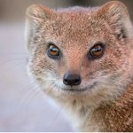 Mongoose smile