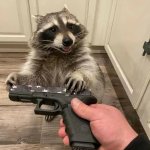 racoon gun find peanut