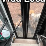 Happy, Happy Boys! And Girls.... | Livin' La 
Vida Loca; All Aboard! | image tagged in gifs,dogs,fun,relatable,wholesome,happy | made w/ Imgflip video-to-gif maker