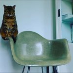 Cat on edge of chair