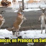 On Dancer . . . | On Dancer, on Prancer, on Swinger | image tagged in gifs,reindeer,dancer | made w/ Imgflip video-to-gif maker