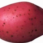 Redskin potato