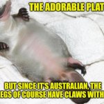 Platypus | THE ADORABLE PLATYPUS! BUT SINCE IT'S AUSTRALIAN, THE BACK LEGS OF COURSE HAVE CLAWS WITH VENOM | image tagged in platypus | made w/ Imgflip meme maker