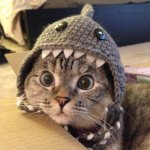 Shark Cat