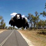 Australian Magpie meme