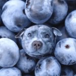 Blueberry Dog