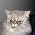 Angry Cat