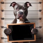 Dog mugshot