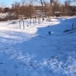 dog sledding | image tagged in gifs,kewlew | made w/ Imgflip video-to-gif maker