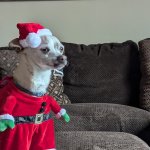 Christmas Chihuahua