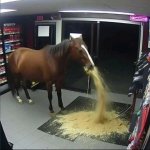 horse vomit