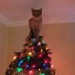 cat on tree