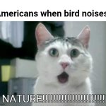 NATURE!!!!!!! | Americans when bird noises :; NATURE!!!!!!!!!!!!!!!!!!!!!!! | image tagged in memes,omg cat,funny,nature,cats | made w/ Imgflip meme maker