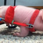 Chris P bacon